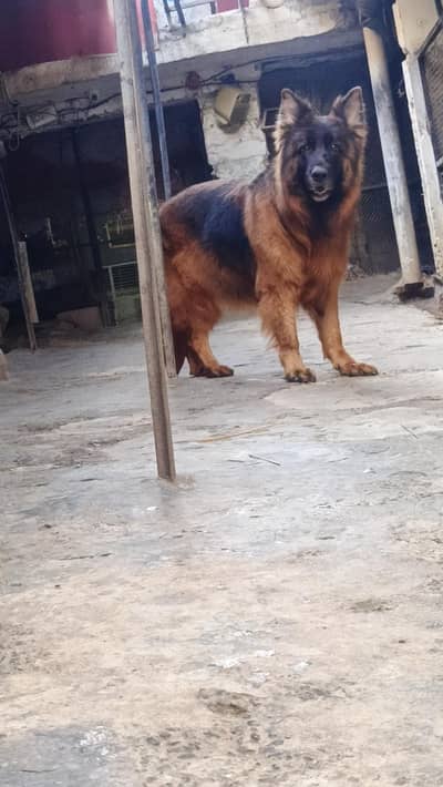 GSD Quality Female available