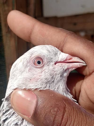 1 nar tasweer wala ha 2 nar kasoori ha