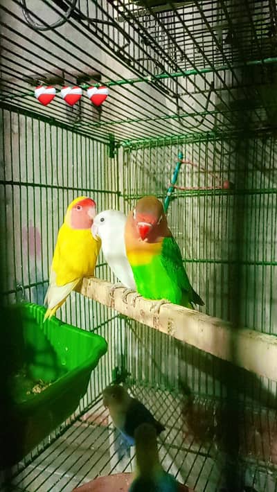 CUTE LOVEBIRD
