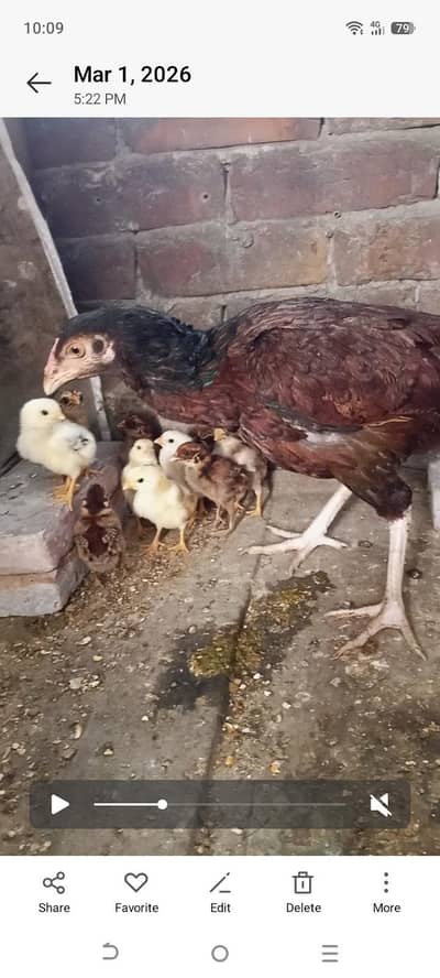 Aseel Chicks and Hen