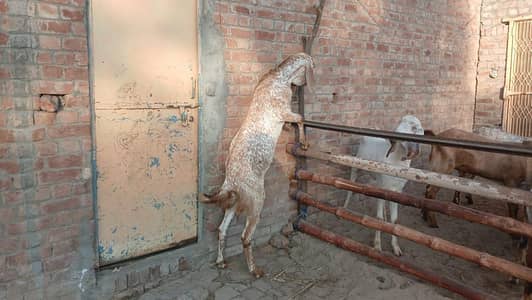 makhi cheena bakra
