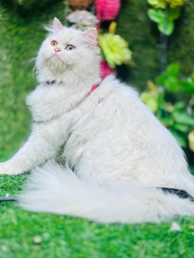 persian cats and kittens for sale wtsapp (0307/710/92/69)