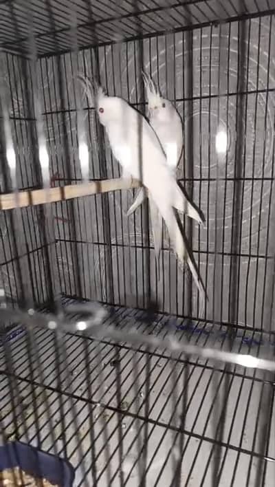 cocktail eno red eyes (read ad)