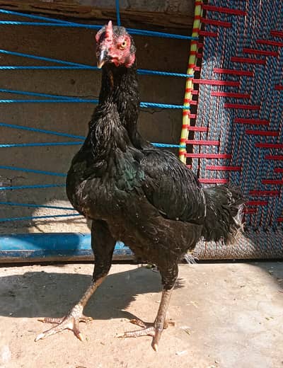 Egg Laying Aseel Mushki Murghi