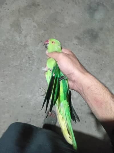 green parrot