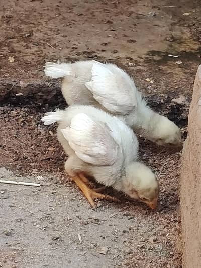 Indian parrot beak chicks 03038548515 only WhatsApp