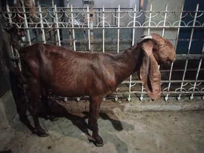1 beetal female goat with male baby