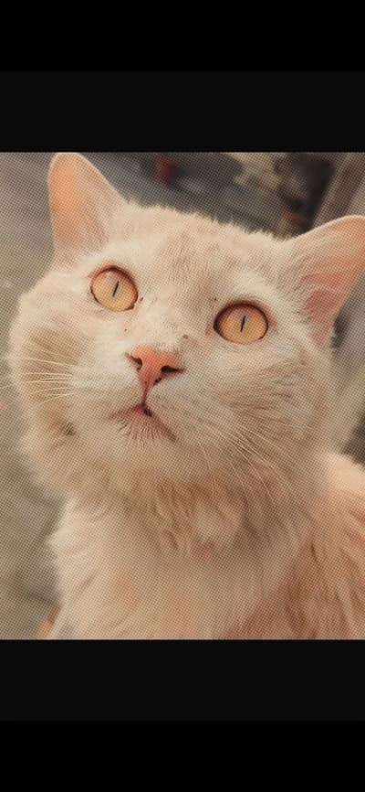 Persian cat for sale