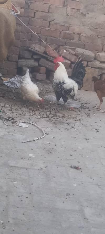 ak murga or 4murgiyn hain Andy de rahi hain