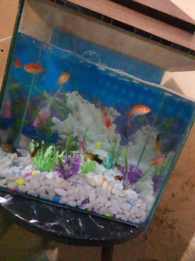 Urgent selling My Fish Aquarium with fishes