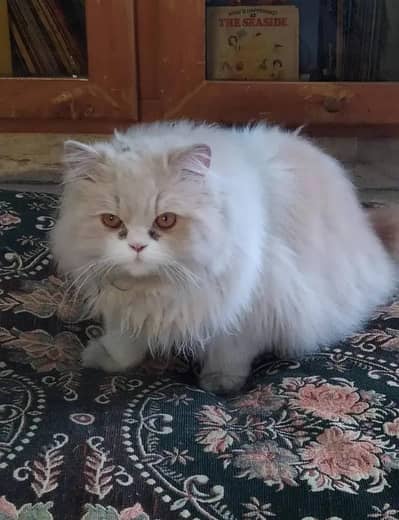 persian male cat