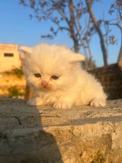 long coated kitten avalible