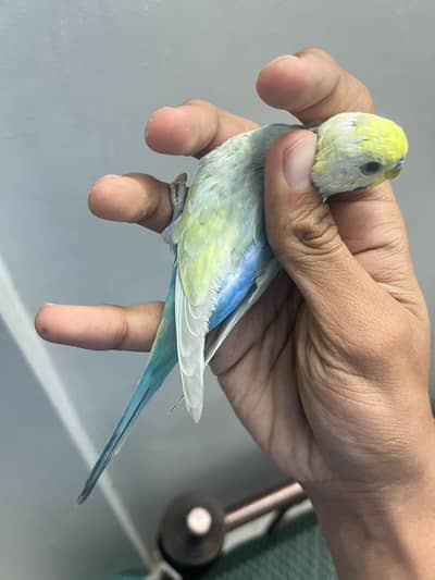 Rainbow male age 5 month on molt