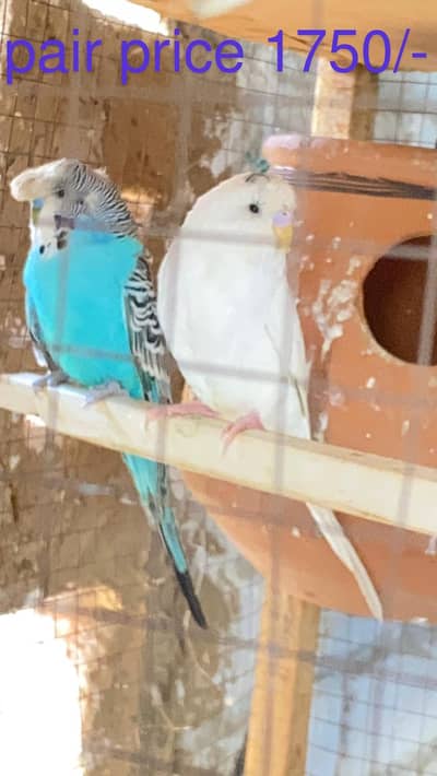 Australian breeder pair