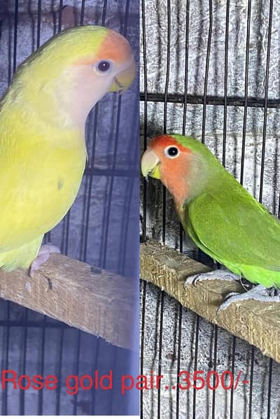 Australian breeder pair