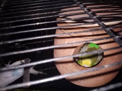 Australian parrot and lovebird full setup for sale