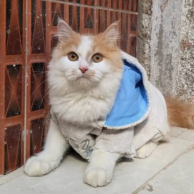 Persian Adult Male Cat For Sell