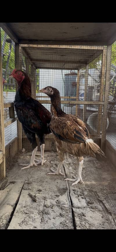 Thai dragon pathi black skin & pakistani pathay pair jora