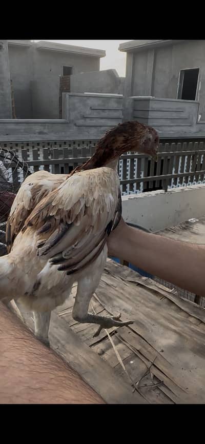 Thai dragon pathi black skin & pakistani pathay pair jora