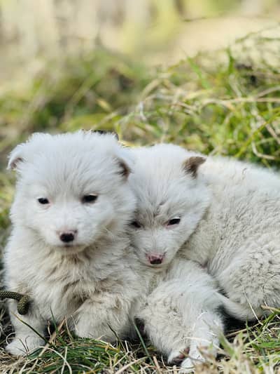 1 russion female and 1 pair russion puppies