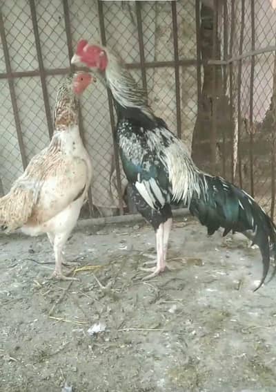 Aseel breeder pair