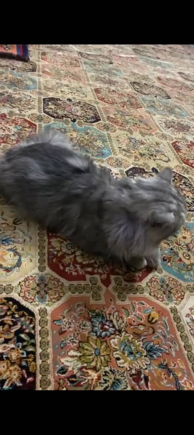 cate for sale persian Gray male