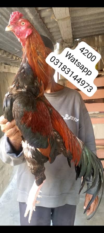 aseel murga | aseel murgi | murga