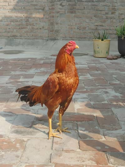 outclassed breed ka ha patha