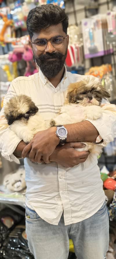 shitzu puppy Male Female available