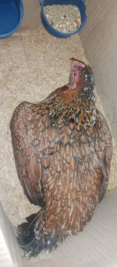 kurak murgiya plz onle cal 03217053818