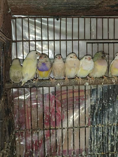 goldin finches