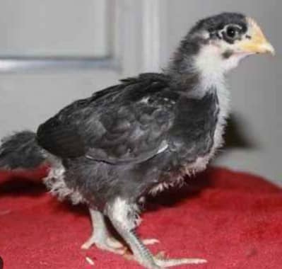 Black Australorp+ RIR+ Egypt Afuymi+  Dandarvi cheeks Available
