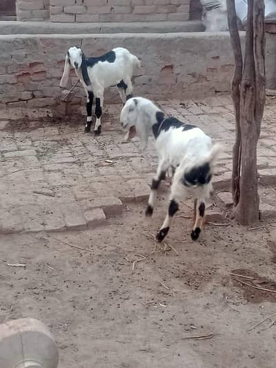 pure desi betal white dhabbe female