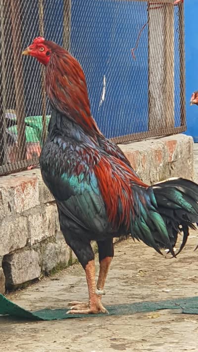 murga ki hite bhot achi ha neck ap photo ma deck la or murgia bhai fir