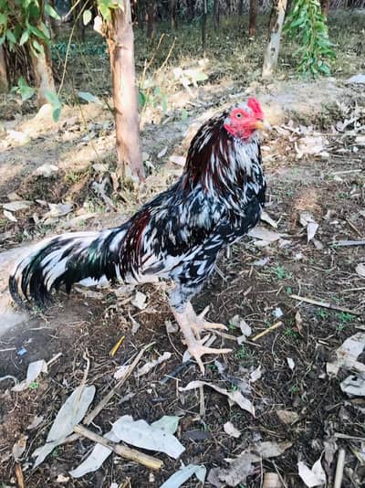 cheena parinda available