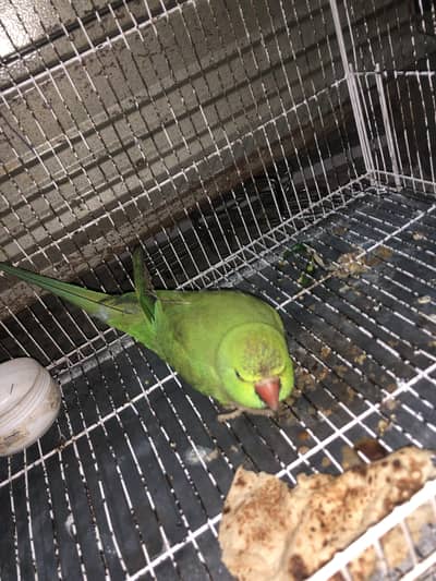 green parrot for sale