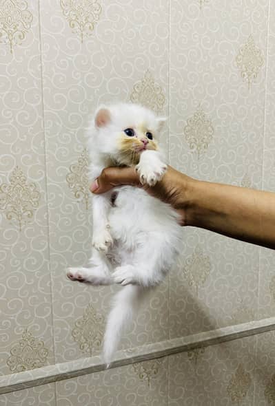 Male and female kittens