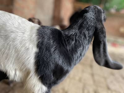 Desi 2 baby bakri 1 bi bkr |3 baby bakriii  |1 baby bakri | 11 bakerii