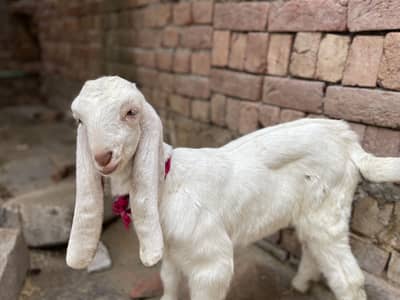 Desi 2 baby bakri 1 bi bkr |3 baby bakriii  |1 baby bakri | 11 bakerii