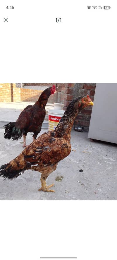 aseel mianwali female quality bird