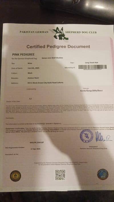 Black pedigree male puppy