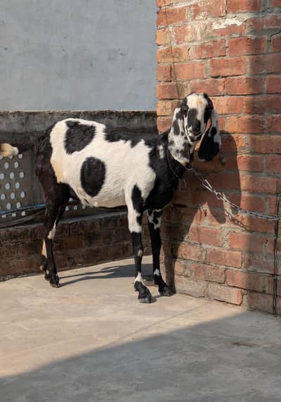 Nagri Dabbi Goat