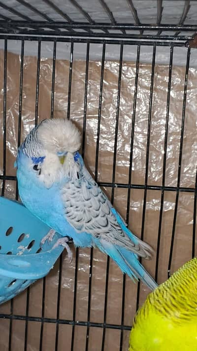 EXHIBITION MALES AND COCKTAIL PAIR