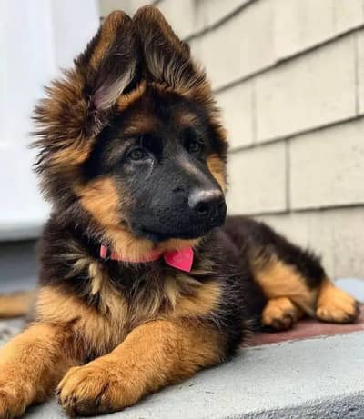 German Shepherd dog age2 only WhatsApp number 03361574901
