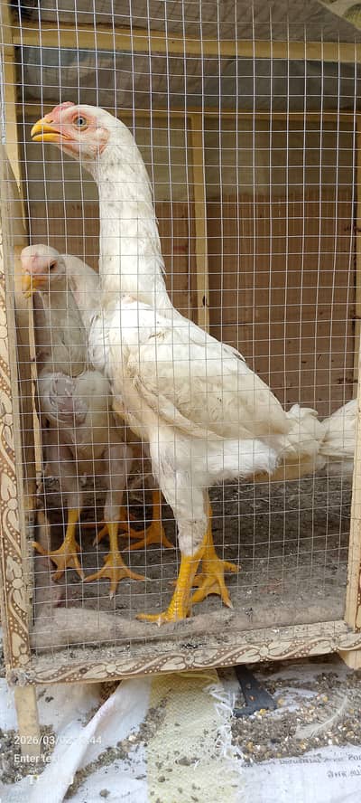 Urgent Sale – 3 Month Pure Japanese Shamo – Strong Body –