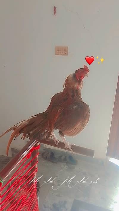 aseel breeder sale for reasonable price