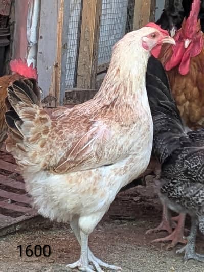 hens (03444608899)