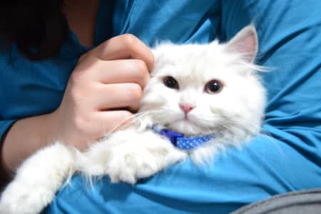 triple coat white persion cat