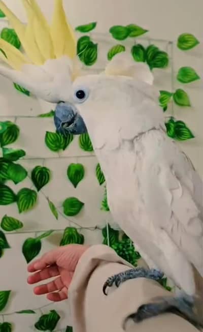 Triton Cockatoo
