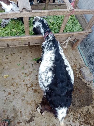 Doghli Maki Cheeni Goat with kid for Sale